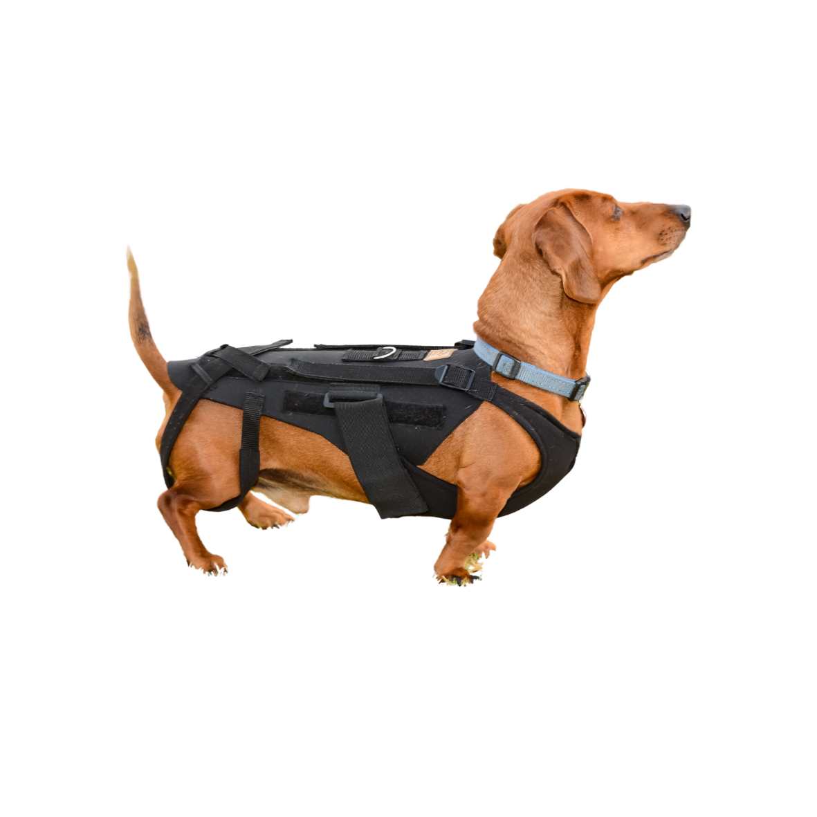 Canine Back Brace - Custom