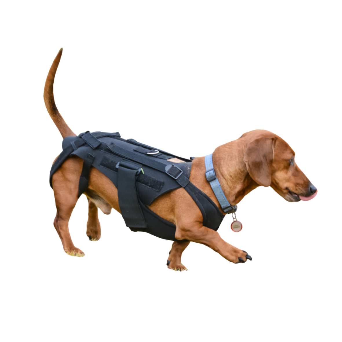 Canine Back Brace - Custom