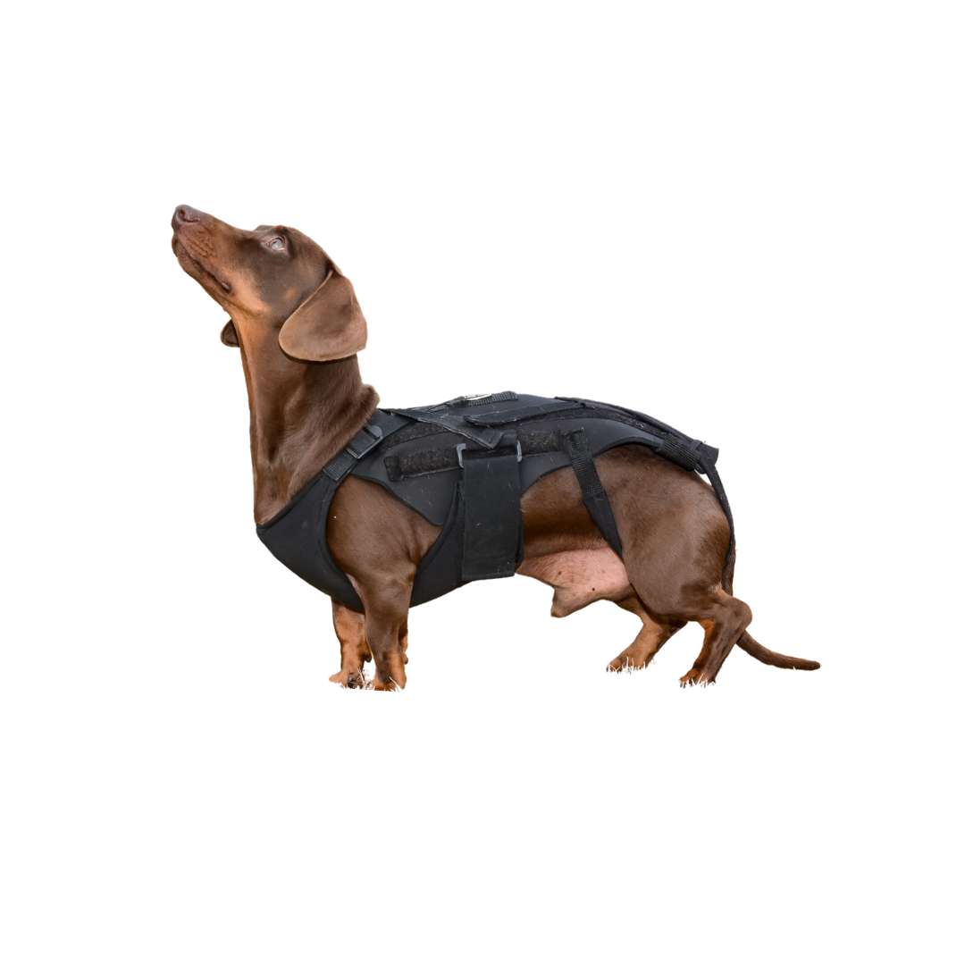 Canine Back Brace - Custom